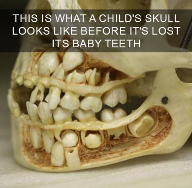 Czaszka dziecka przed utratą mlecznych zębów