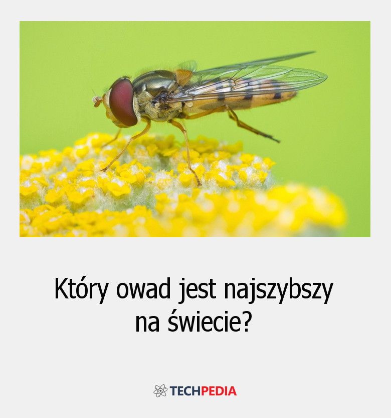 Który owad jest najszybszy na świecie?