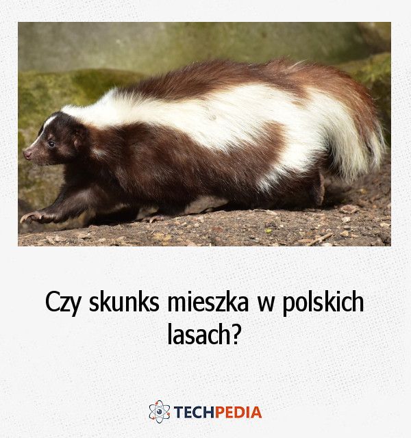 Czy skunks mieszka w polskich lasach?