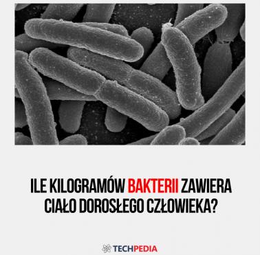 Ile kilogramów bakterii zawiera ciało dorosłego człowieka?