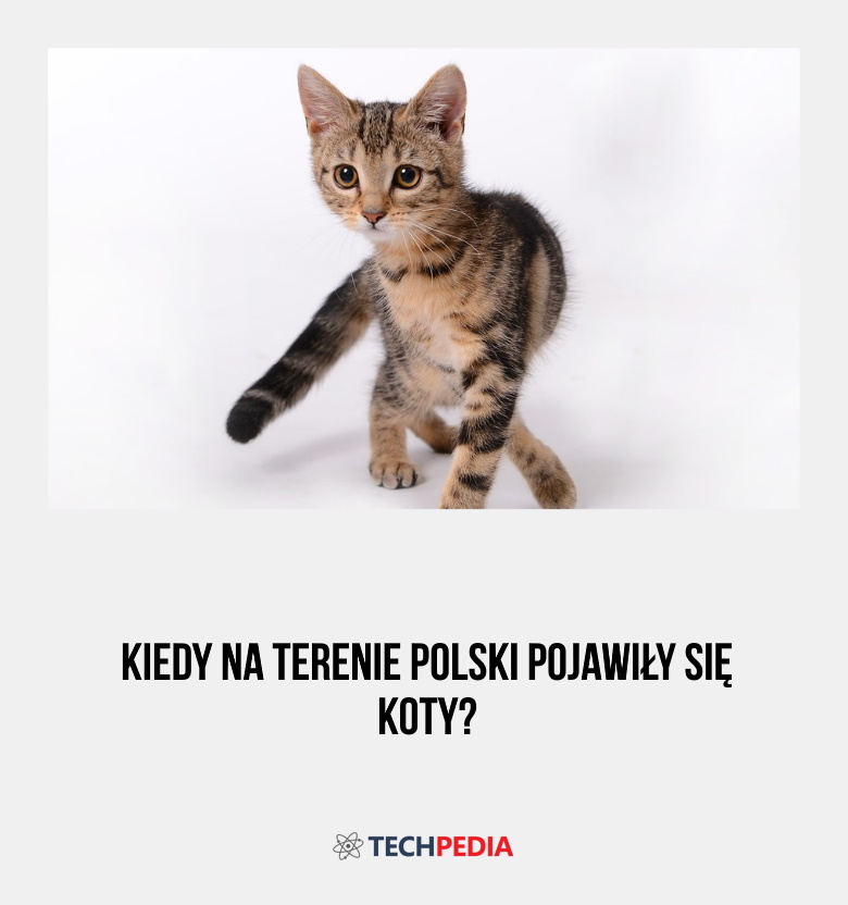 Kiedy na terenie Polski pojawiły się koty?
