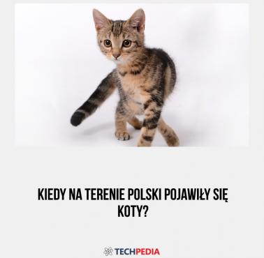 Kiedy na terenie Polski pojawiły się koty?