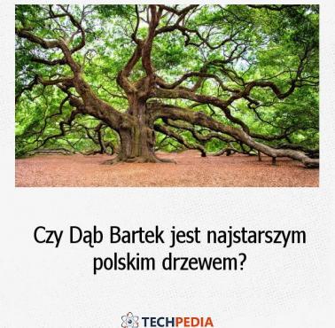 Czy Dąb Bartek jest najstarszym polskim drzewem?