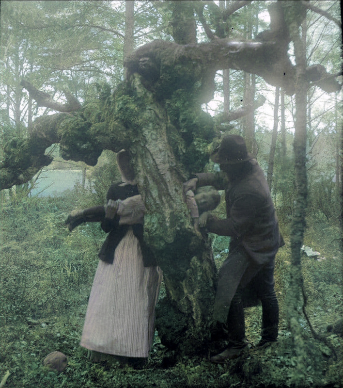 Rodzice przepychają dziecko przez szczelinę w „leczącym drzewie”, by pozbyć się krzywicy.  Szwecja, 1918.