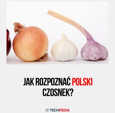 Jak rozpoznać polski czosnek?