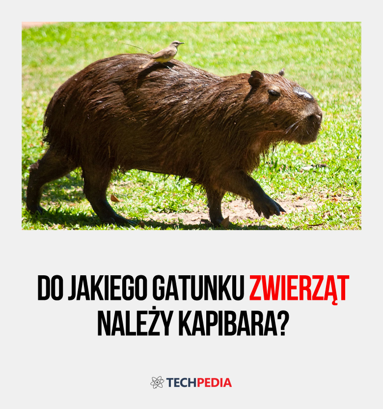 Co to jest kapibara?