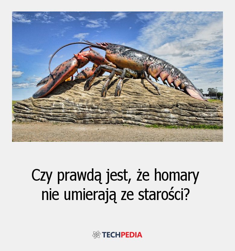 Czy prawdą jest, że homary nie umierają ze starości?