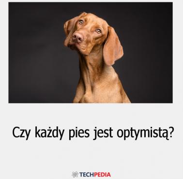 Czy każdy pies jest optymistą?
