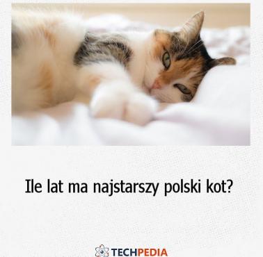 Ile lat ma najstarszy polski kot?