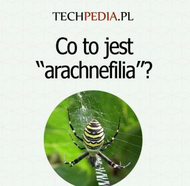 Co to jest “arachnefilia”?