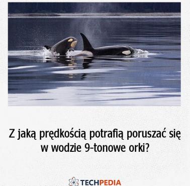 Z jaką prędkością potrafią poruszać się w wodzie 9 tonowe orki?