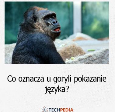 Co oznacza u goryli pokazanie języka?