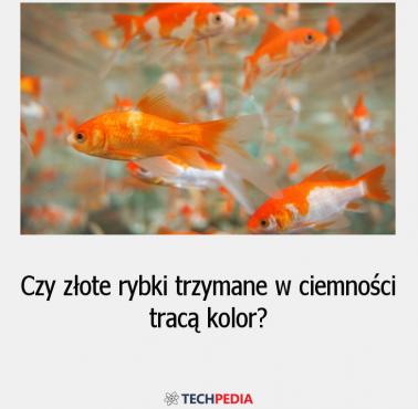 Czy złote rybki trzymane w ciemności tracą kolor?