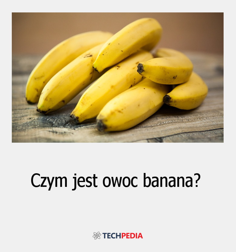 Czym jest owoc banana?