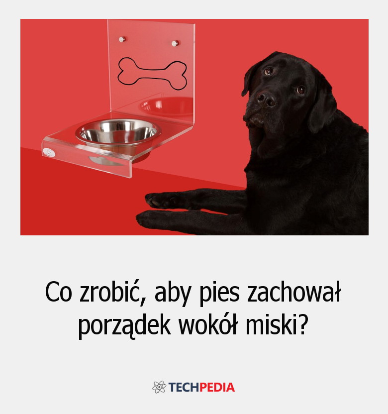 Co zrobić, aby pies zachował porządek wokół miski?