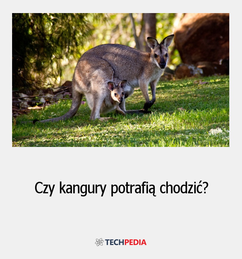Czy kangury potrafią chodzić?