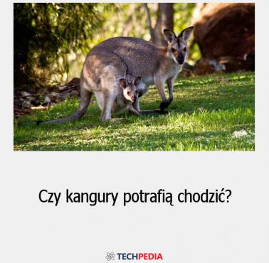 Czy kangury potrafią chodzić?