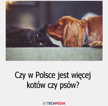 Czy w Polsce jest więcej kotów czy psów?