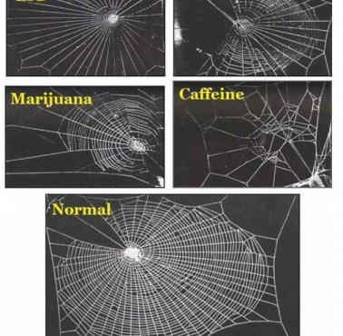 Jak działają na pająka różne substancje psychoaktywne.