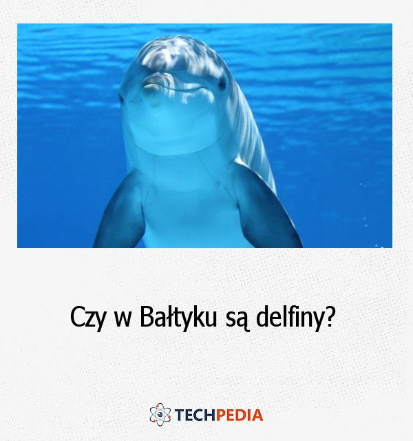 Czy w Bałtyku są delfiny?
