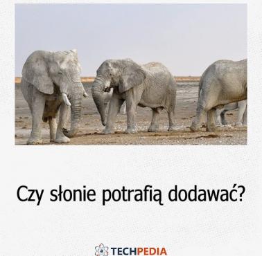 Czy słonie potrafią dodawać?