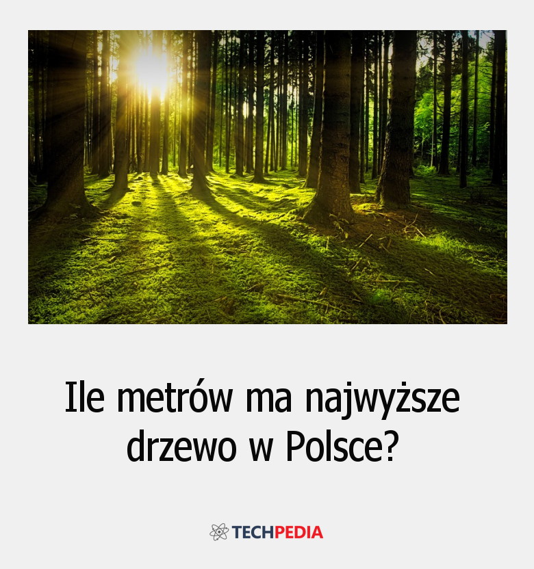 Ile metrów ma najwyższe drzewo w Polsce?