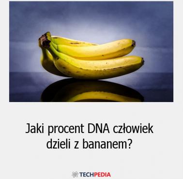 Jaki procent DNA człowiek dzieli z bananem?