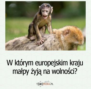 W którym europejskim kraju małpy żyją na wolności?