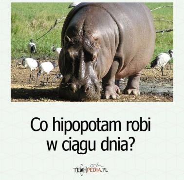 Co hipopotam robi w ciągu dnia?