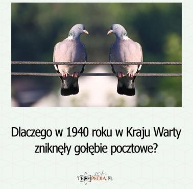 Dlaczego w 1940 roku w Kraju Warty zniknęły gołębie pocztowe?
