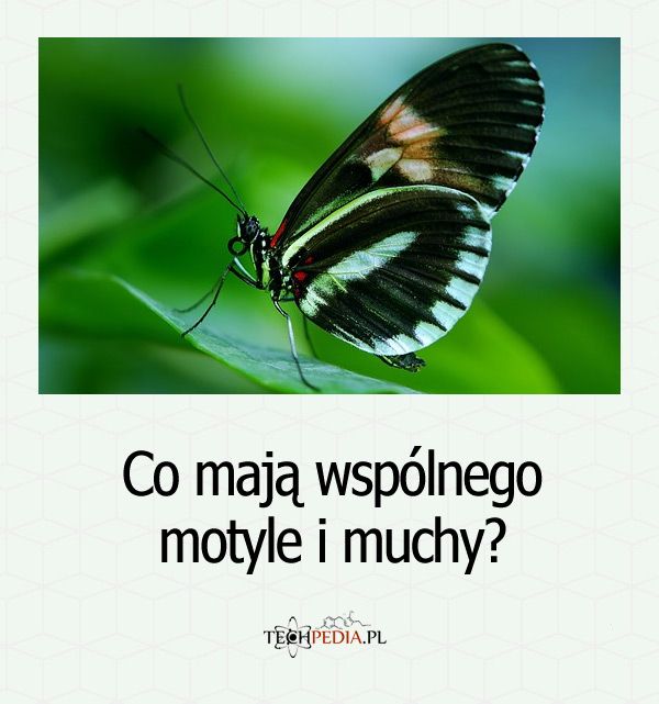 Co mają wspólnego motyle i muchy?