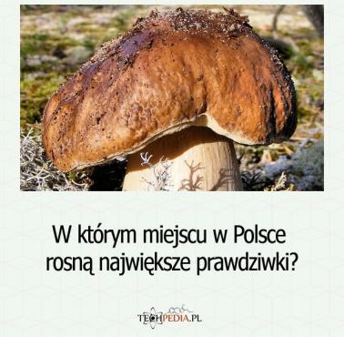 W którym miejscu w Polsce rosną największe prawdziwki?