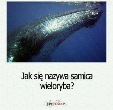 Jak się nazywa samica wieloryba?