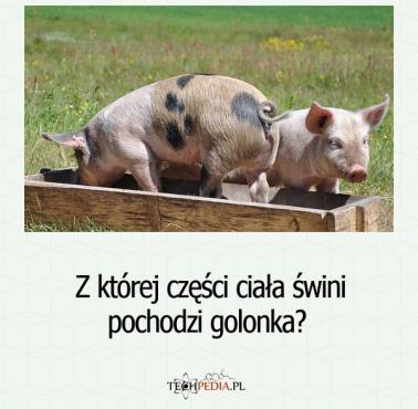 Z której części ciała świni pochodzi golonka?
