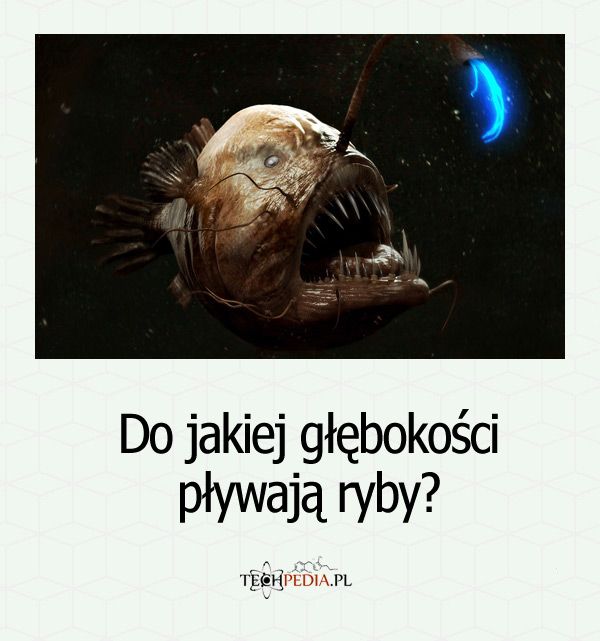 Do jakiej głębokości pływają ryby?